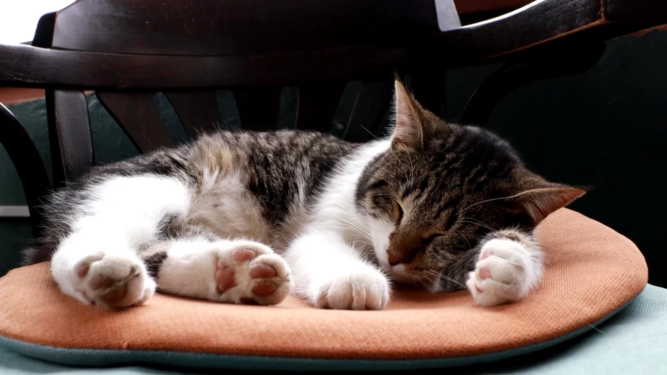 Barking Up the Wrong Tree: A Cat Who Thinks It’s a Dog