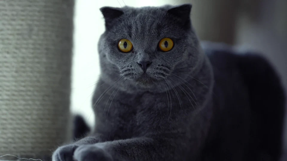 Cat-astrophe Incoming: When Curiosity Goes Too Far