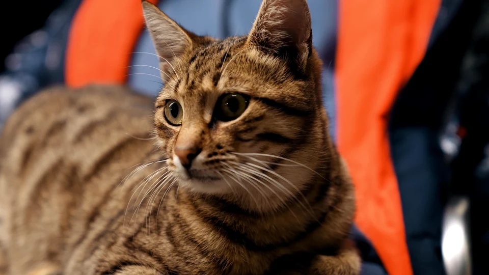 Mirror, Mirror on the Wall… Who’s That Cat After All?