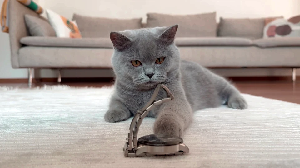 Lord of the Pings: The Cat Who Rules Notifications