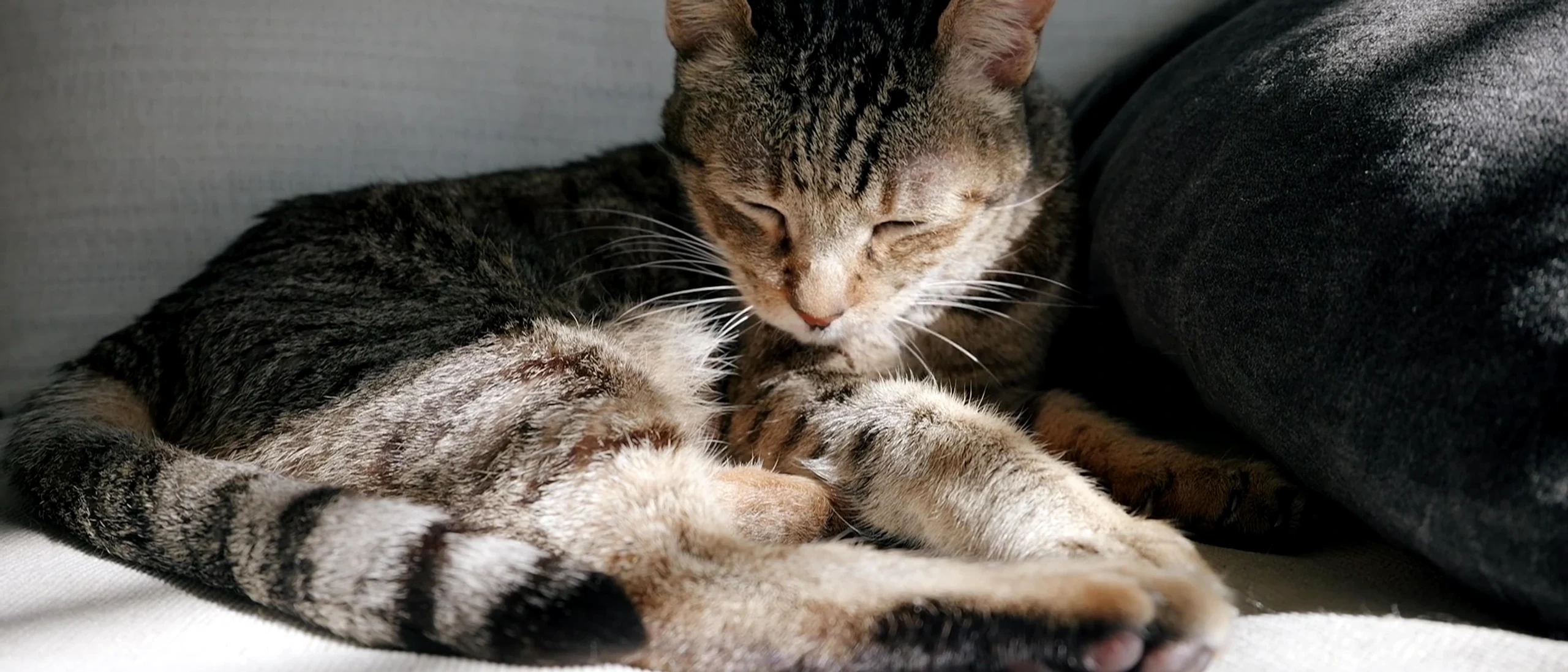 Paw-casso: The Artist You Didn’t Expect