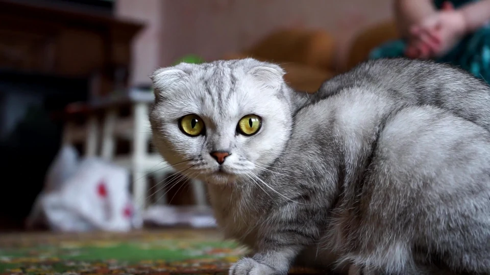 The Meowtrix: Glitch in the Cat System