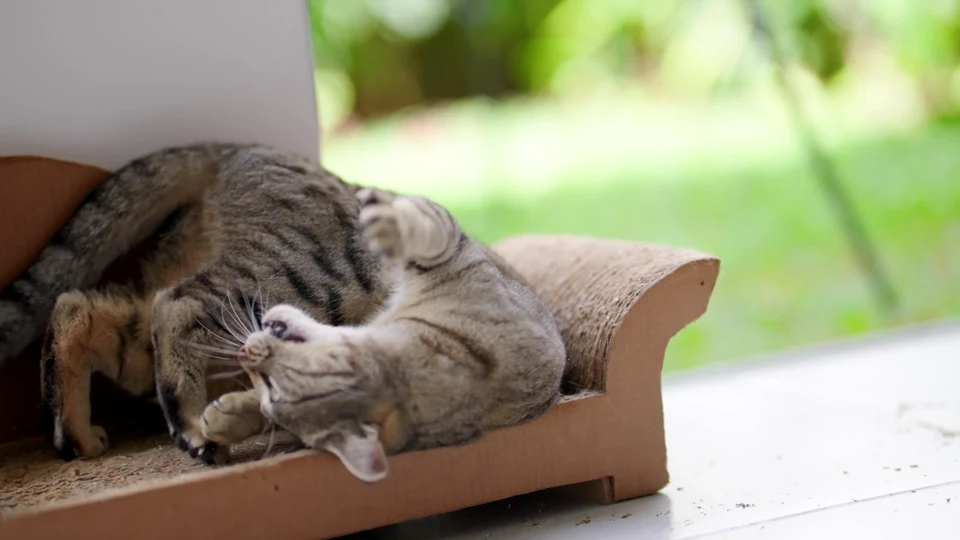 The Great Catsby: A Tale of Luxury & Laziness