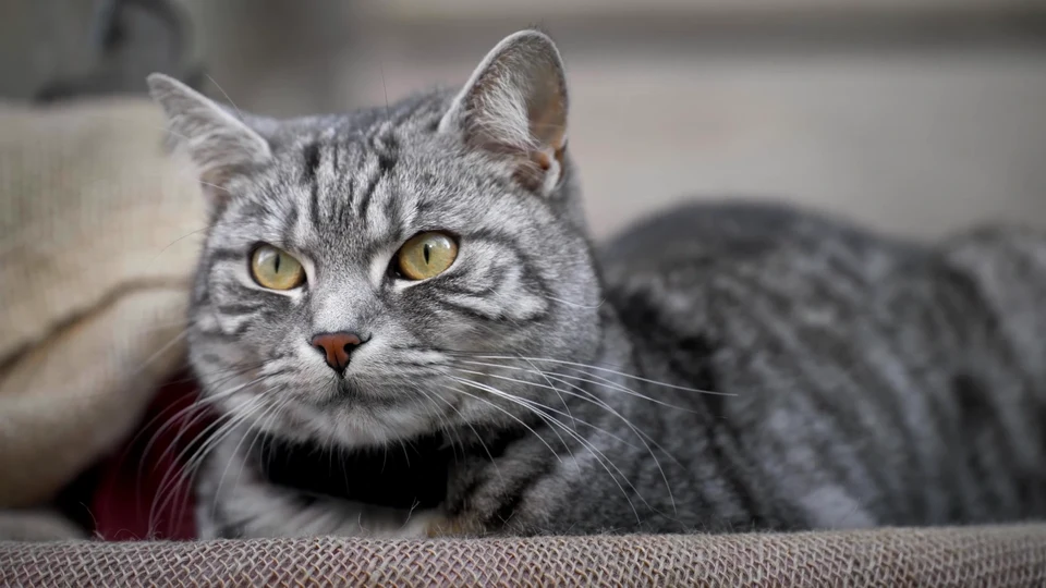 When Your Cat Hears the Treat Bag from Another Dimension