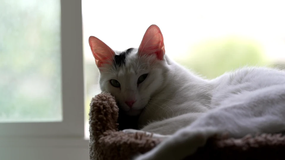 Cat Discovers Mirror, Questions Reality