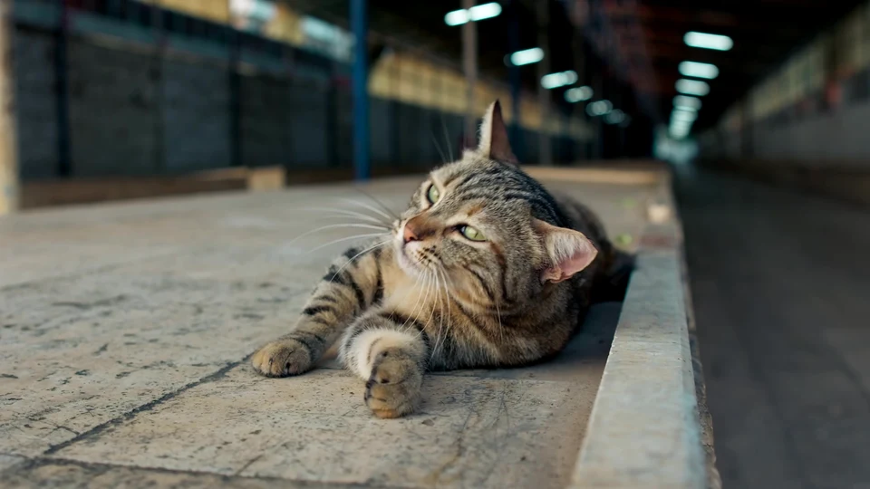 My Cat Filed a Noise Complaint