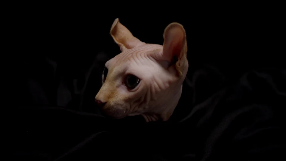 The Purrminator: Judgment Day for the Curtains
