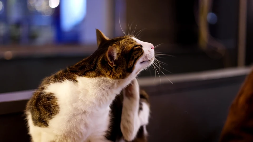 My Cat’s First Encounter with a Lemon