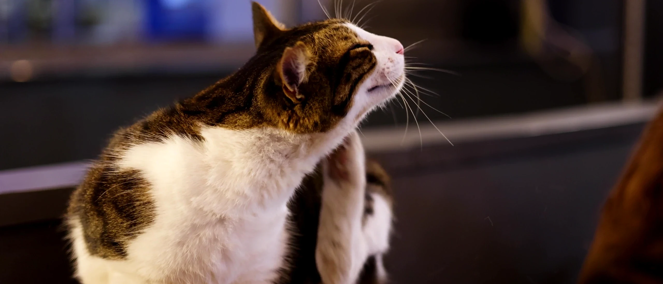 My Cat’s First Encounter with a Lemon