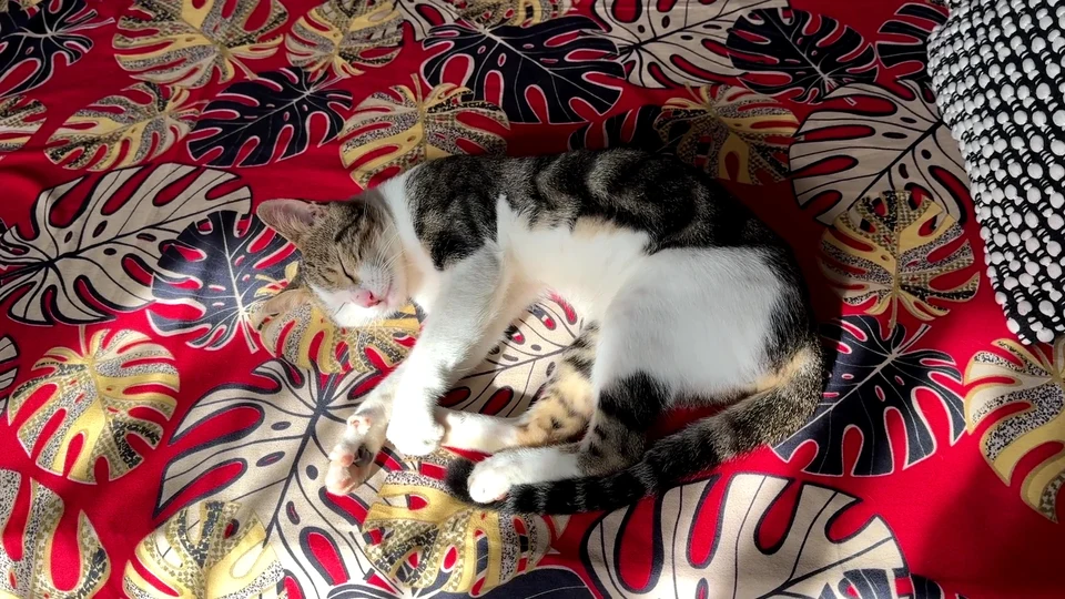 Purranormal Activity: Things Get Spooky