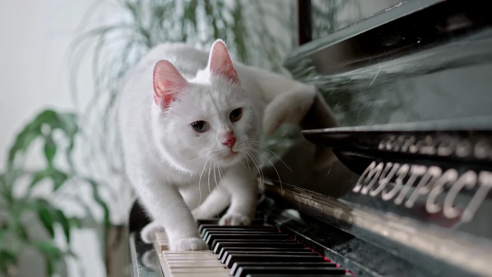 The Silence of the Hams: A Very Hungry Cat
