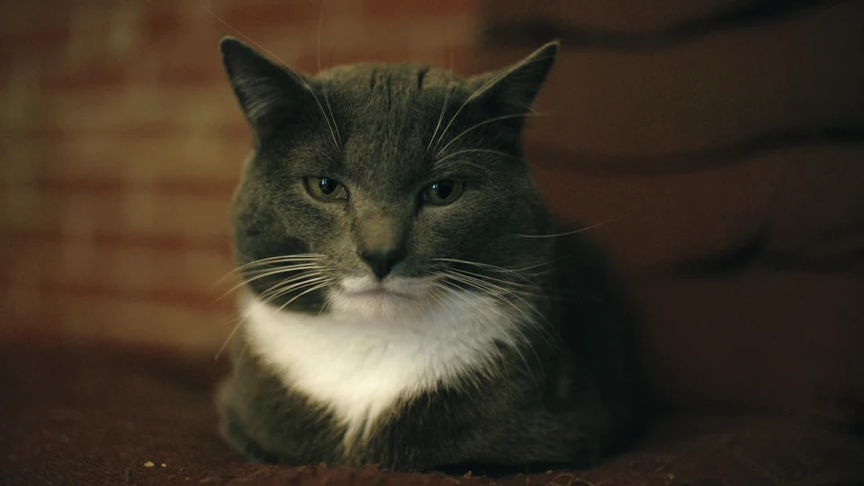 The Meowffice: CEO of Doing Absolutely Nothing