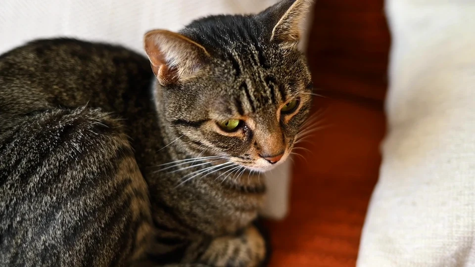 Fur Real?! The Most Confused Cat Ever