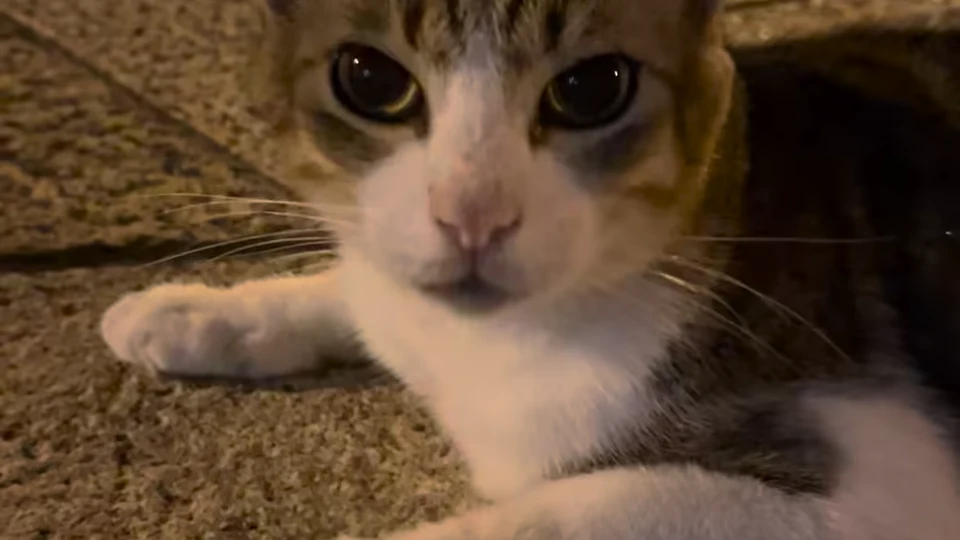 Fur-ocious Showdown: Cat vs. Vacuum Cleaner