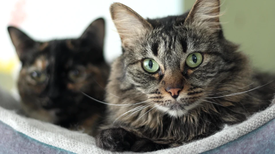 Paws and Reflect: Deep Thoughts of a Cat