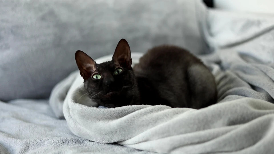 The Tail Tale: A Cat vs. Its Own Nemesis