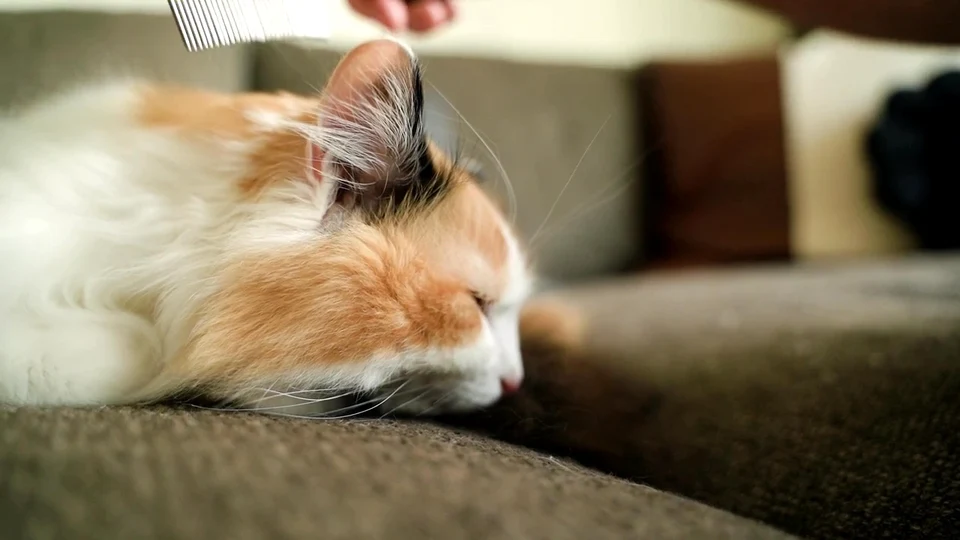 Barking Up the Wrong Tree: A Cat Who Thinks It’s a Dog