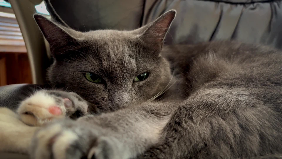 Napflix & Chill: A Masterclass in Cat Sleeping
