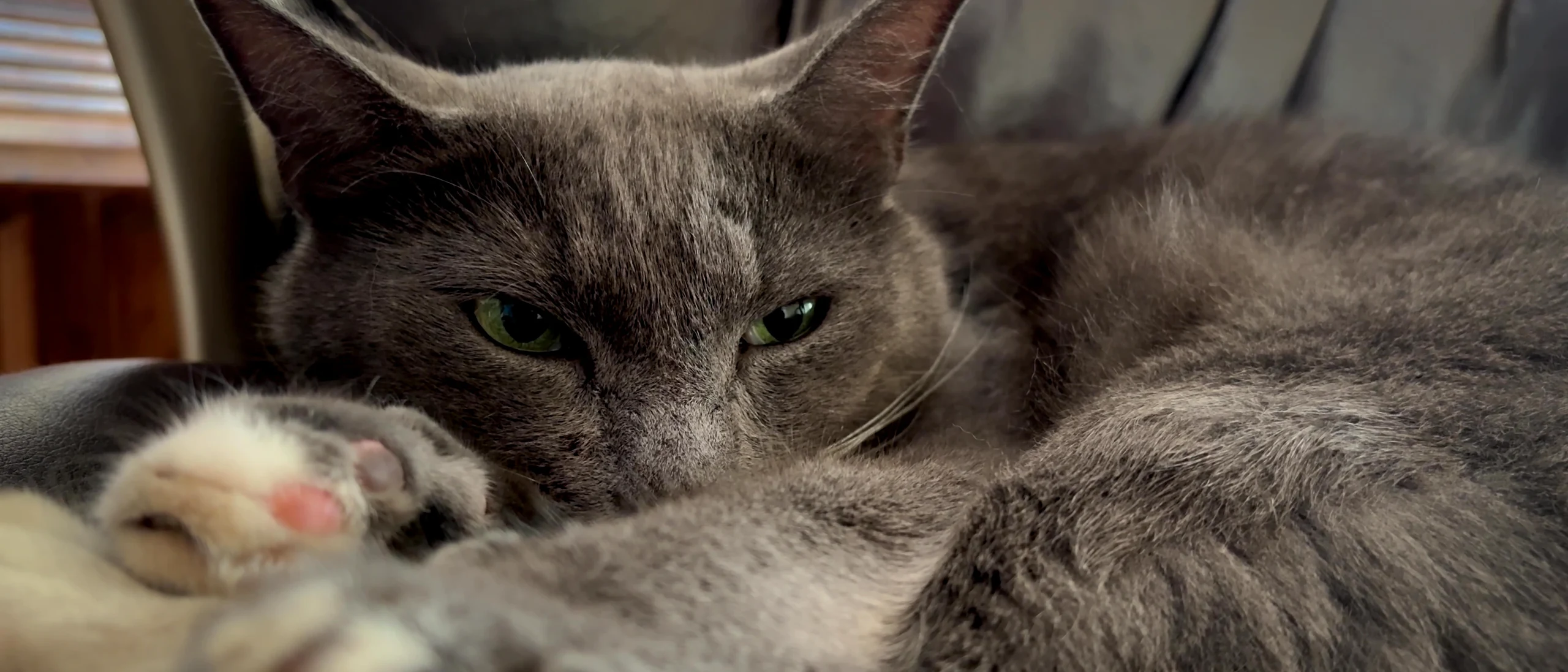 Napflix & Chill: A Masterclass in Cat Sleeping